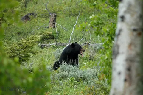 Other - Undisclosed, Bozeman, MT 59715 photo 35 of 36