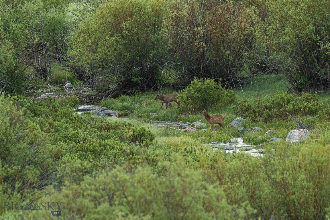 tbd Madison River Rnch, Cameron, MT 59720 photo 12