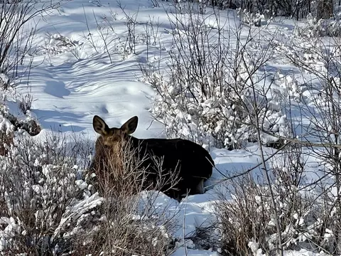 Other - Undisclosed, Helena, MT 59601 photo 15 of 21
