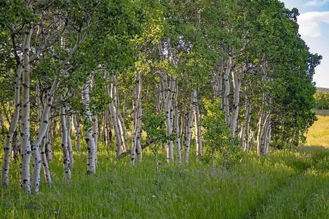 tbd Hwy 89, Browning, MT 59417 photo 14