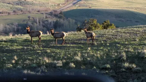 tbd Grizzly Meadows Rd, Emigrant, MT 59027 photo 22