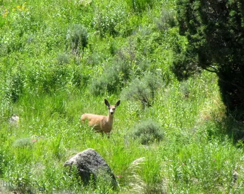 tbd Grizzly Meadows Rd, Emigrant, MT 59027 photo 24