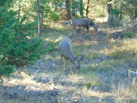 Other - 8880 Elk Trail Loop, Lincoln, MT 59639 photo 7 of 34