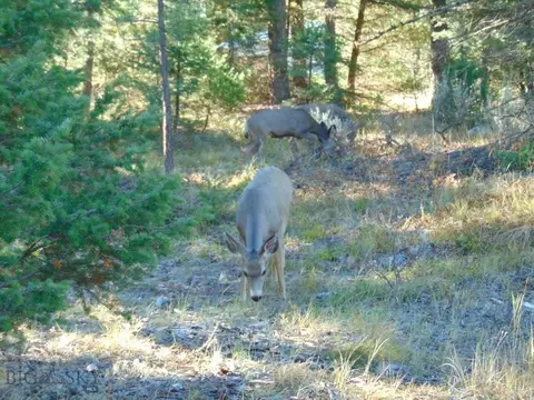 Other - 8880 Elk Trail Loop, Lincoln, MT 59639 photo 6 of 34