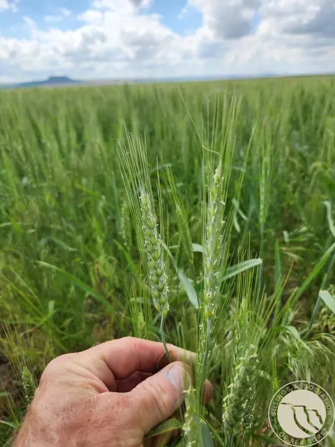 tbd Gee Rd, Rapelje, MT 59067 photo 11