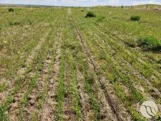 tbd Gee Rd, Rapelje, MT 59067 photo 10