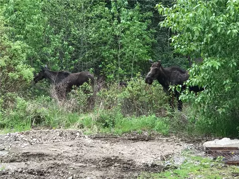 Exterior - 9 Moose Hvn, Mc Leod, MT 59052 photo 5 of 15