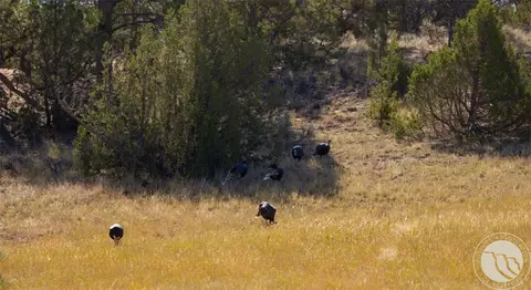 Other - tbd Hw 87, Roundup, MT 59072 photo 11 of 16