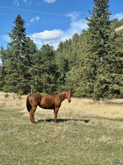 Other - 12458 Waterwheel Ln, Nemo, SD 57759 photo 18 of 18