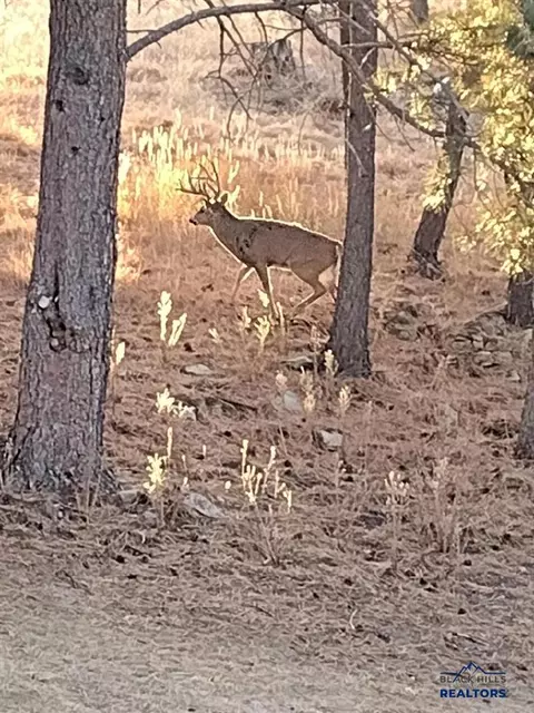 24271 Rushmore Ranch Rd, Keystone, SD 57751 photo 40