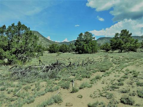 50 Deer Trl, Datil, NM 87821 photo 1
