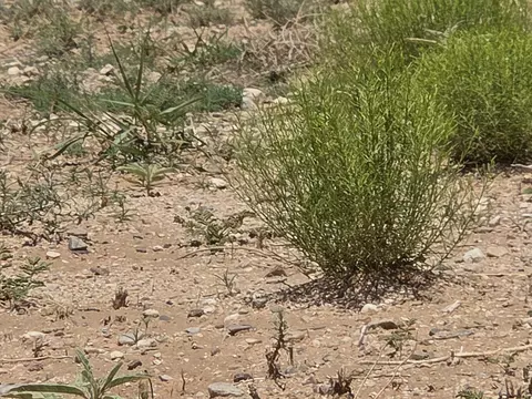VL Rge Lot 14 15 Block 380 #14, Belen, NM 87002
