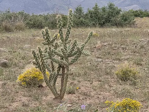 Vl Willow Springs Ranch Lot 2-6, San Antonio, NM 87832