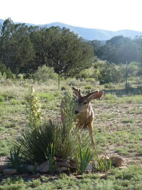 Other - 12 Elk Rd, Corona, NM 88318 photo 28 of 32