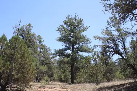 lot S 4-6 Bodean Rd, Ramah, NM 87321
