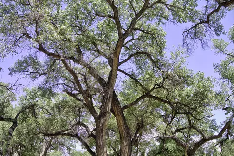 Bosque Oculto Lot B1-b, Corrales, NM 87048