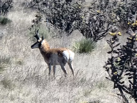 00 Roundtop Rd N, Mountainair, NM 87036