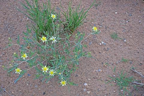 lot125 Rancho Rio Grande #11E, Los Lunas, NM 87031