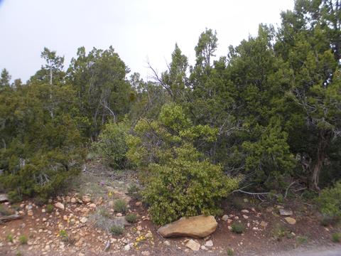 6 Fir Loop, Cedar Crest, NM 87008 photo 1
