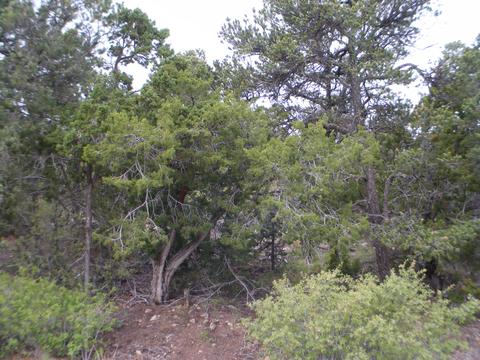 8 Fir Loop, Cedar Crest, NM 87008 photo 1