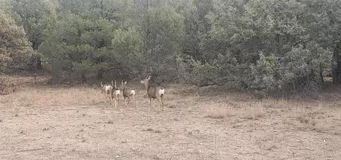 0 Cr 322, Los Ojos, NM 87551