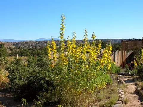 44 Goldmine # A, Cerrillos, NM 87010