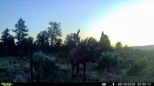 Nsn Forest Road 131c, Tierra Amarilla, NM 87551