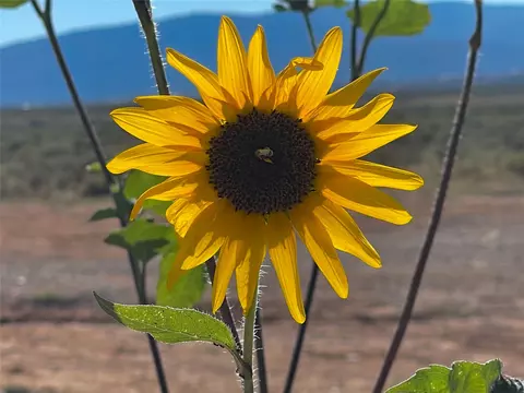Nn Rim Road Cb-115 (parcel C Rancho Sabina Desgeorges, Taos, NM 85717