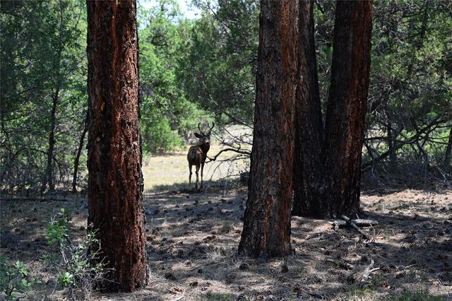 00 The Forks Rd, Chama, NM 87520